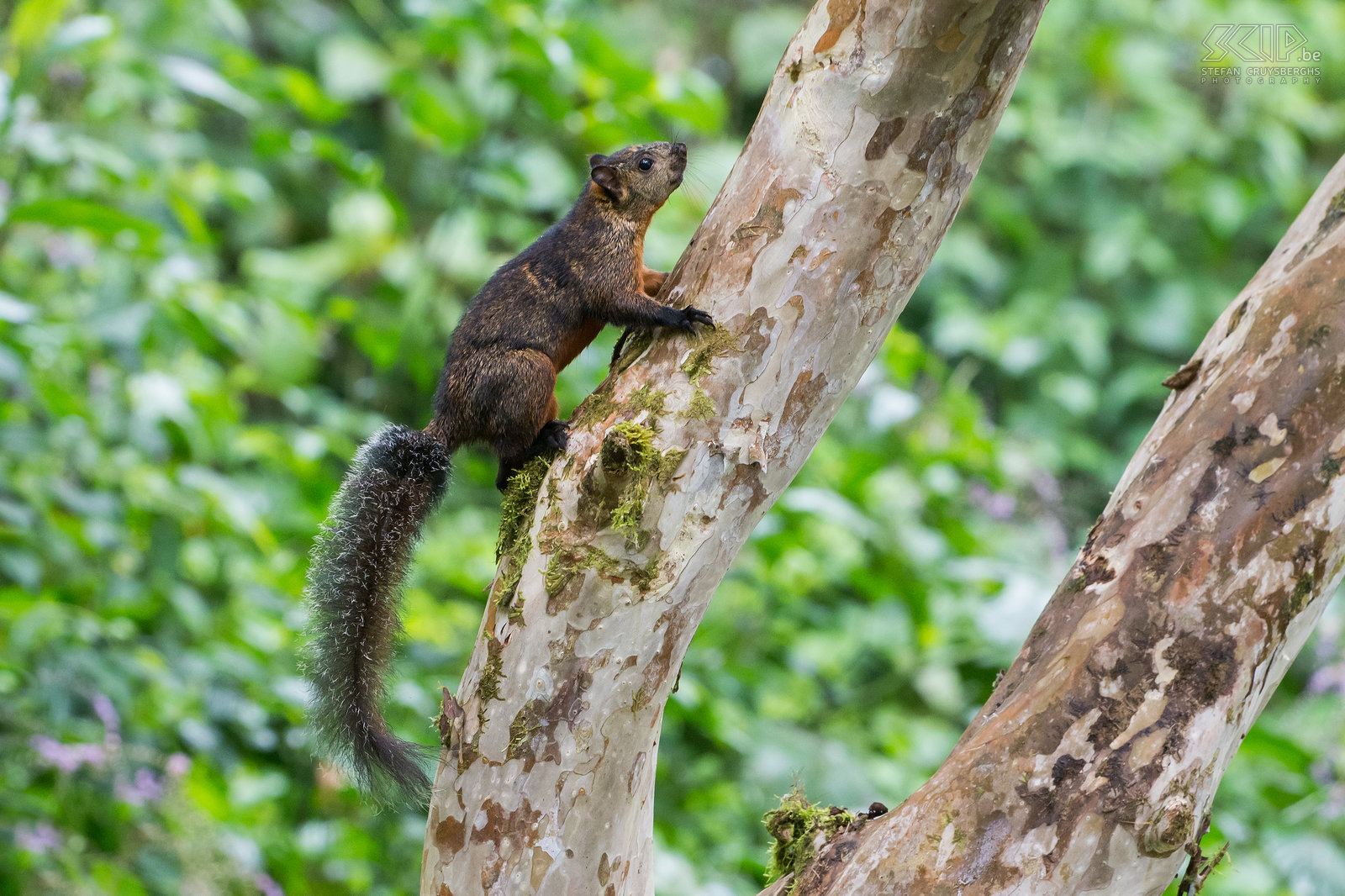 Arenal - Hanging Bridges - Roodstaartboomeekhoorn (red-tailed squirrel, sciurus granatensis)<br />
 Stefan Cruysberghs